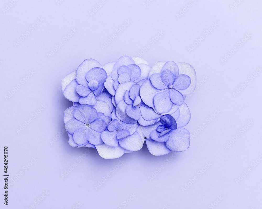 Fototapeta premium Plain natural Hydrangea flowers, minimal floral style pastel purple blossom arrangement. Flowery layout