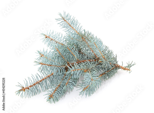 Blue branches of pine.