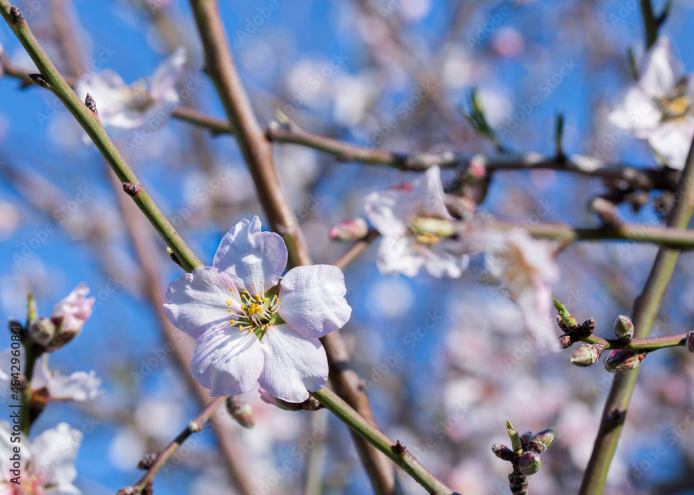 Closeup of the Almond tree blooming in spring (Prunus dulcis) with light pink to white flowers Closeup of the Almond tree blooming in spring (Prunus dulcis) with light pink to white flowers