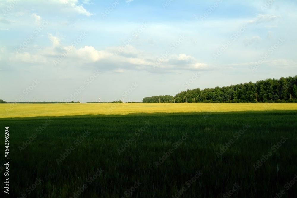 field with wheat on a clear day field with wheat on a clear day