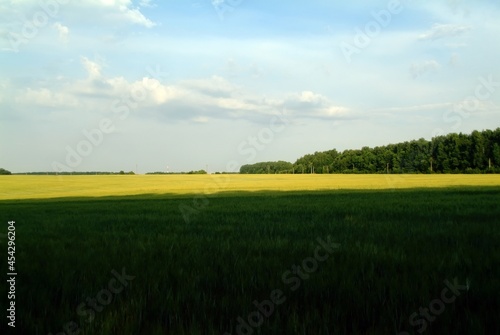 field with wheat on a clear day