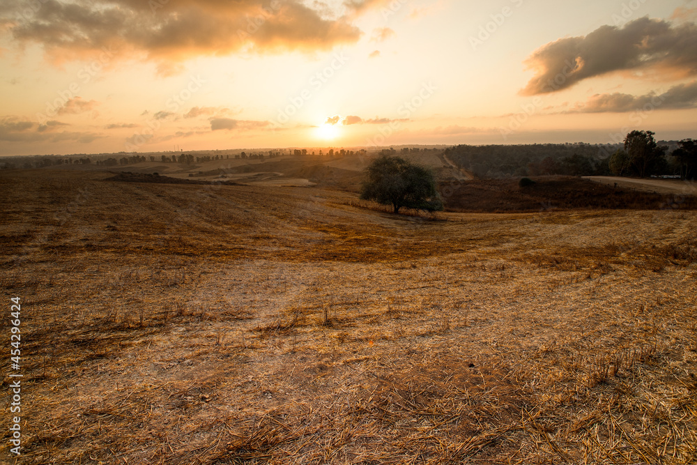 Fototapeta premium Dawn at the field