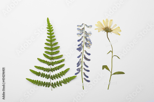 Pressed dried flowers and fern leaf on white background  flat lay. Beautiful herbarium