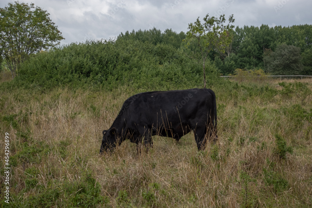 Black color cow grazing in farmland in Swedish countryside
