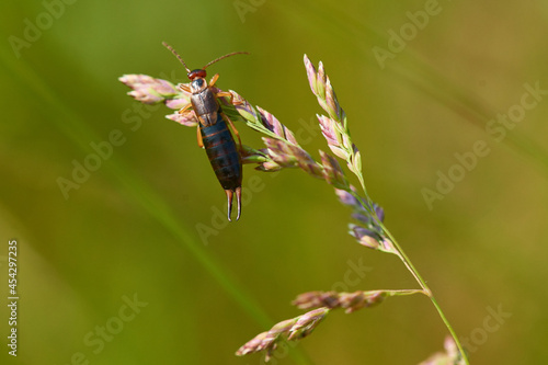 Der Gemeine Ohrwurm (Forficula auricularia) photo