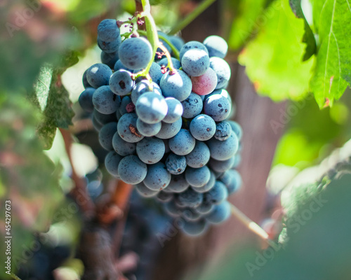 Ripe bunch of grapes on the vine in a vineyard with leaves.