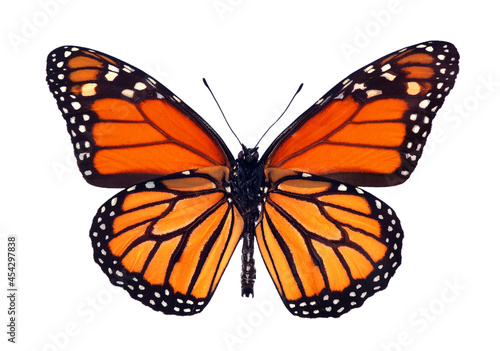 Fototapeta colorful monarch butterfly isolated on white