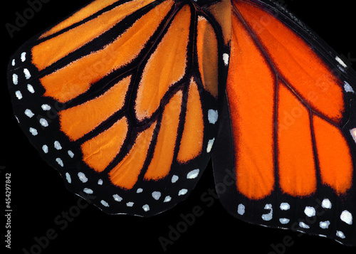 Canvas Print colorful monarch butterfly wings isolated on black