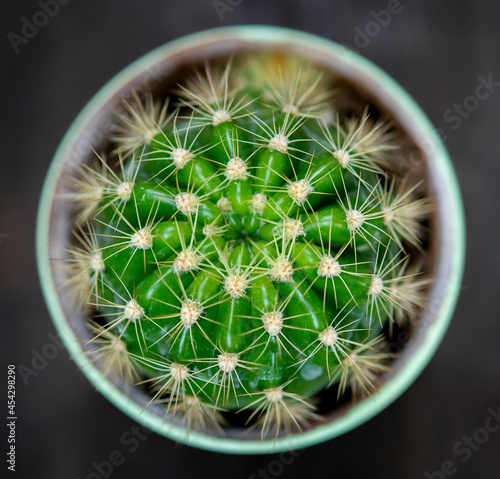 Top view small cactus plant in pot