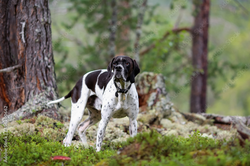 Dog english pointer