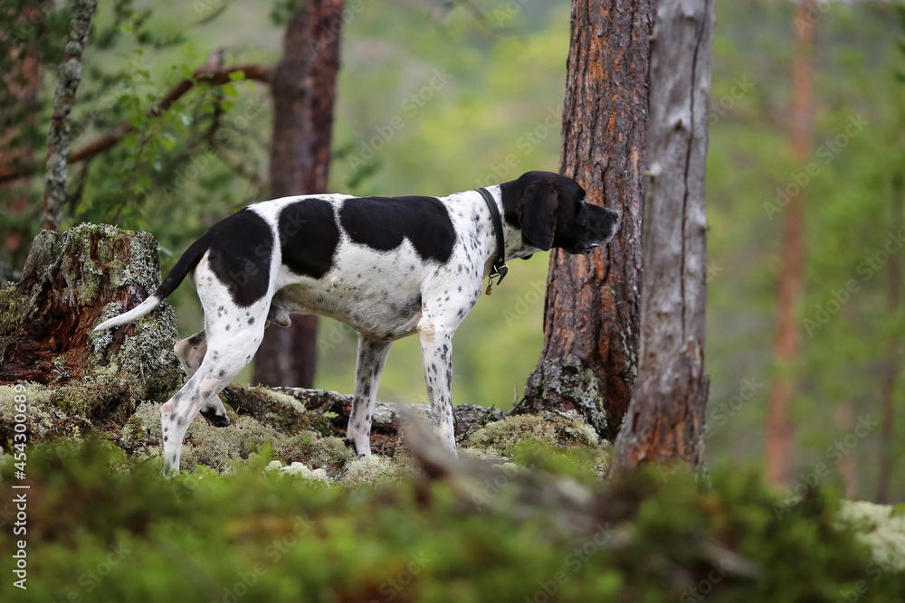 Dog english pointer Dog english pointer