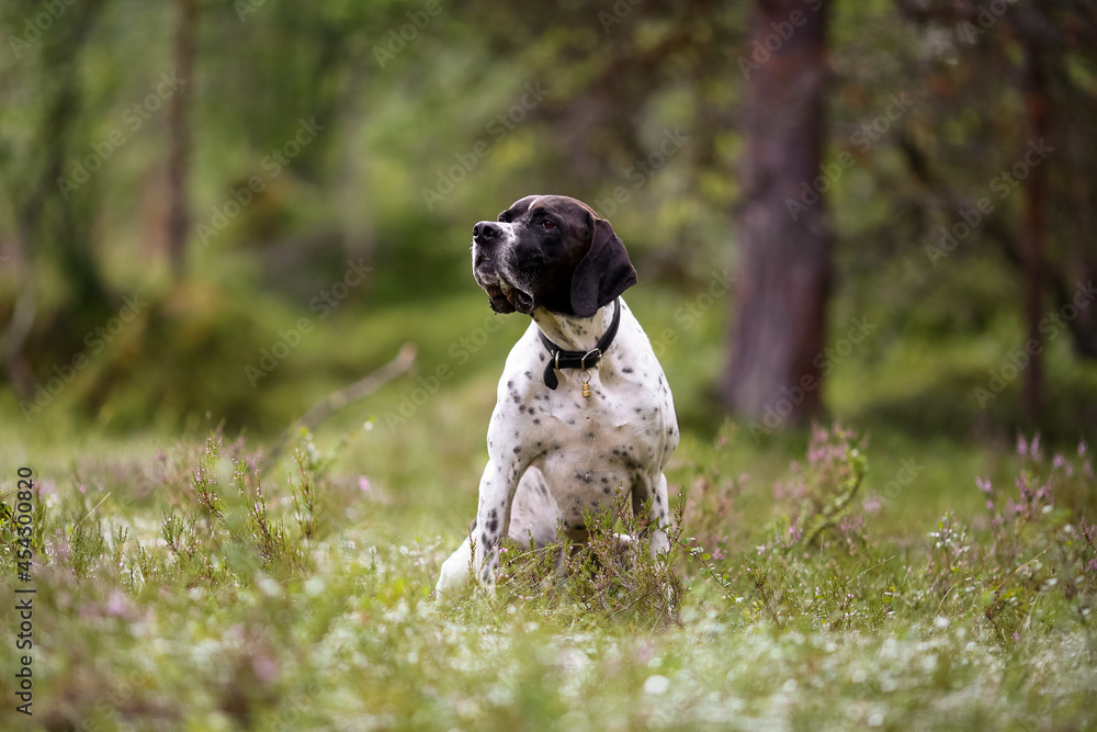 Dog english pointer