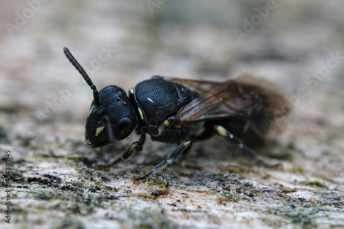 Detailed closeup on the rare punctate spatulate-masked-bee, Hylaeus punctatus photo