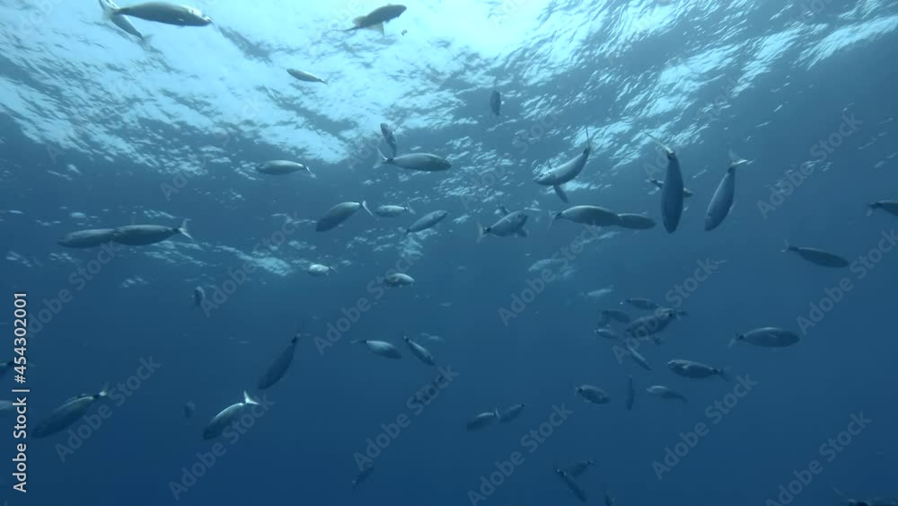 Shoal os the Saddled seabream (Oblada melanura) swims in the blue water in sunrays. Mediterranean sea, Cyprus Shoal os the Saddled seabream (Oblada melanura) swims in the blue water in sunrays. Mediterranean sea, Cyprus