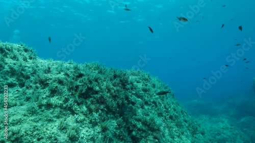 Slow motion. Mediterranean chromis fish (Chromis chromis) swims over rocky seabed covered withe Brown Seaweed (Cystoseira). Camera moves sideway to the left near sea bottom. Cyprus photo