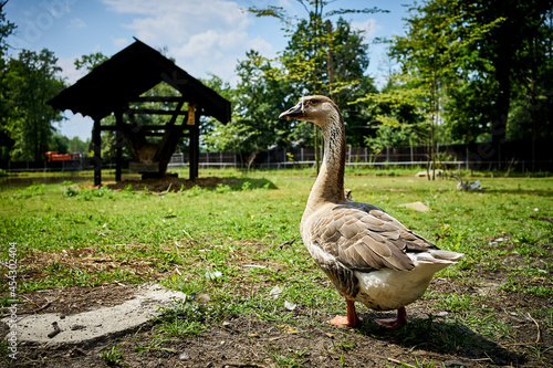 Obraz na płótnie Duck