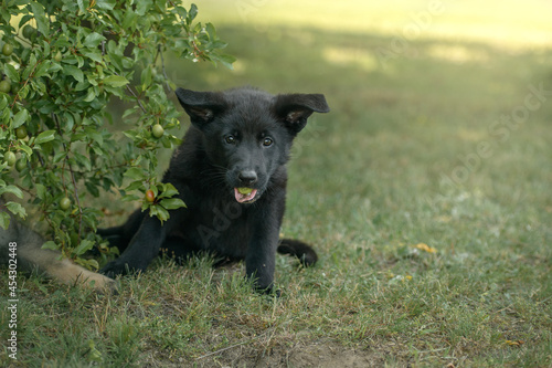 Szczeniak pies czarny owczarek niemiecki z mirabelką w pysku siedzący pod krzakiem w ogrodzie 