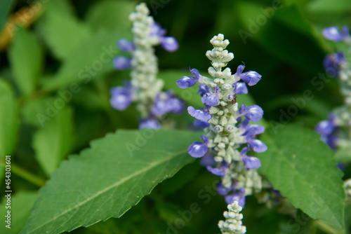 Beautifully bloomed skullcap flower. Close up. Selective focus. photo