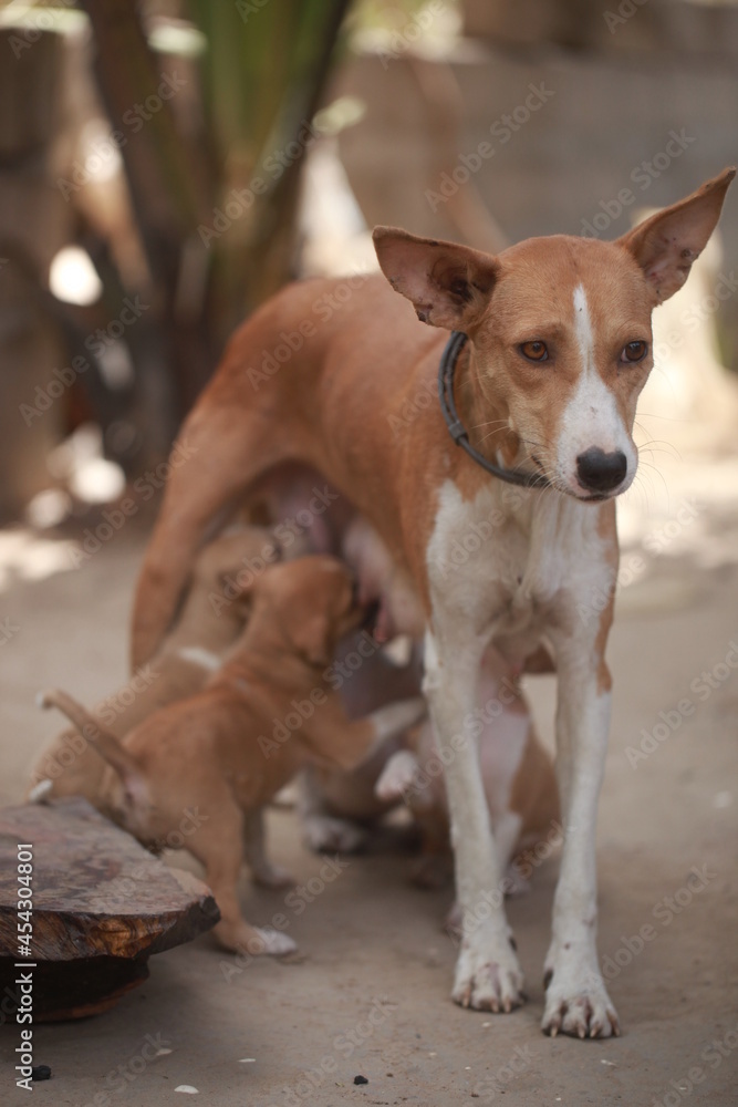 closeup photography of a female dog feeding small brown and white puppies, standing on a sandy ground, outdoors on a sunny day in the Gambia, Africa