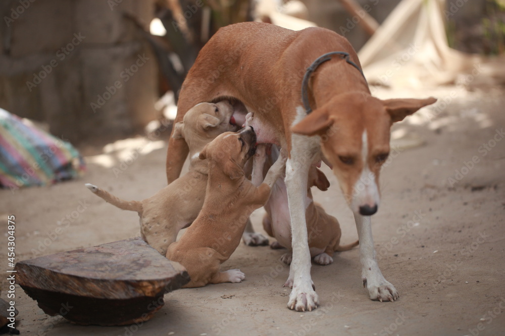 closeup photography of a female dog feeding small brown and white puppies, standing on a sandy ground, outdoors on a sunny day in the Gambia, Africa