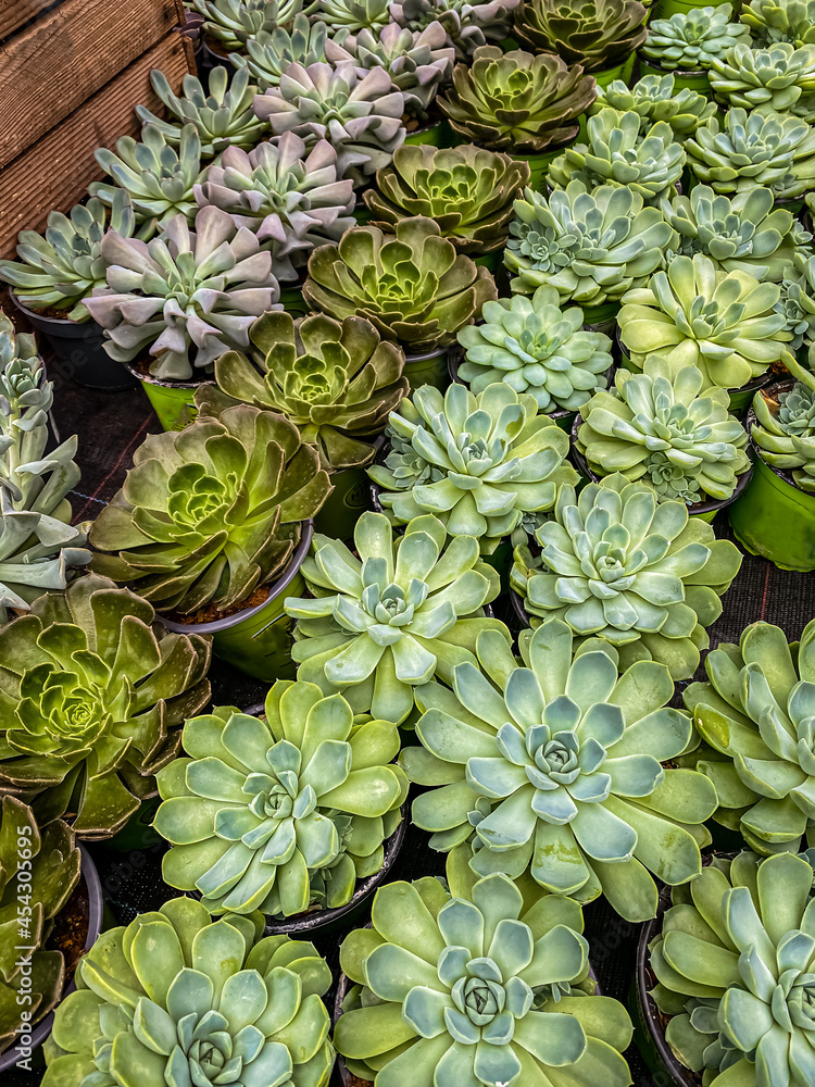 Fototapeta premium Many Succulent Echeveria flowers background, top view. Pink blue Echeveria Succulent plants, closeup. Different varieties of echeveria succulent on the store counter.