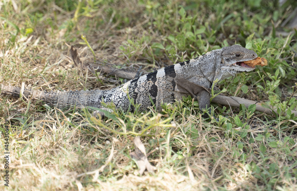 iguana on the ground iguana on the ground