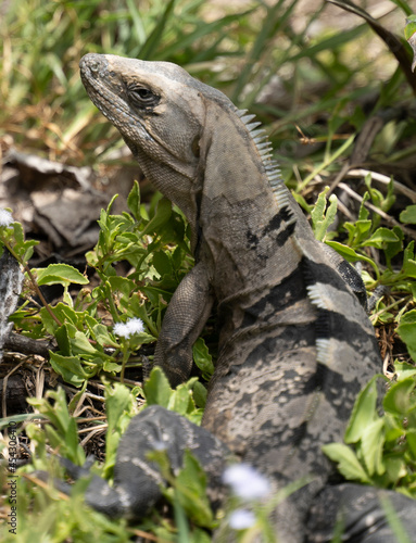 Iguana of the yucatan  cachryx defensor 