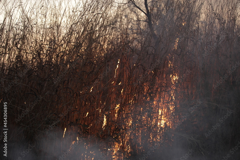 wide angle photography of a bush fire, with big red, yellow and orange flames, and burning dry grasses, in the Gambia, Africa, on the evening