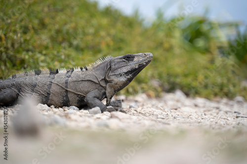 Iguana of the yucatan  cachryx defensor 