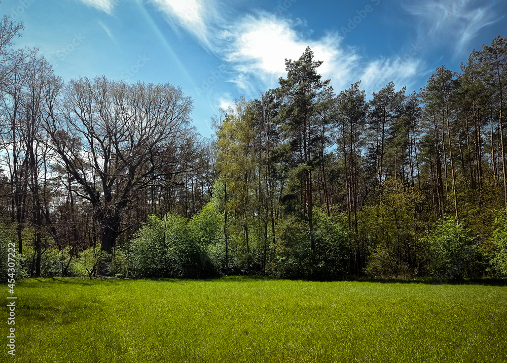 Obraz premium polana