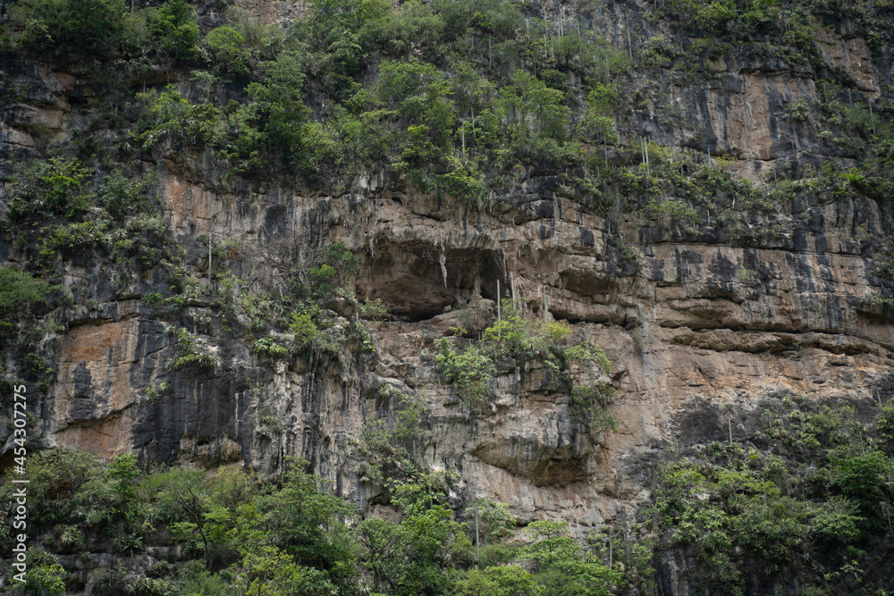 jungle in cañon del sumidero national park in chiapas, mexico