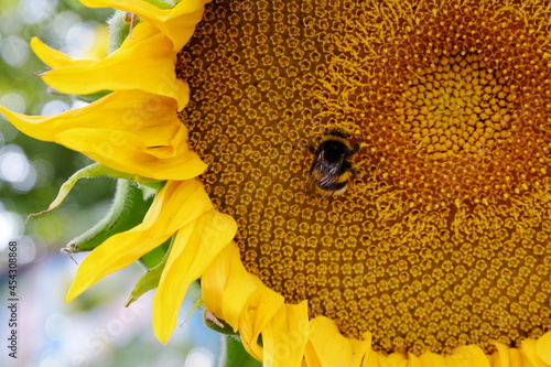 bumblebee on a sunflower collecting pollen macro close up