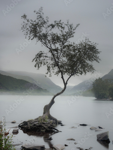 tree on the lake photo
