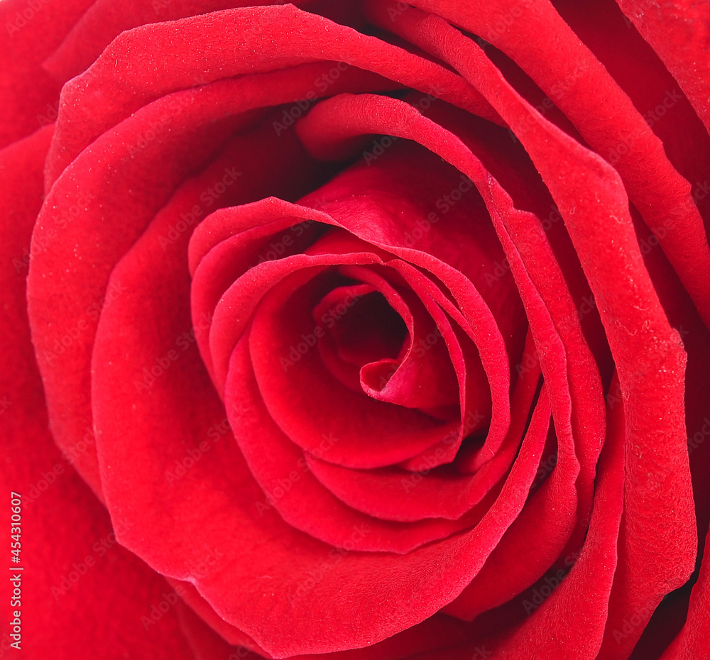 Red Rose background. Red Rose background.
