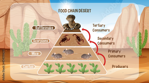 Diagram showing Desert food chain for education