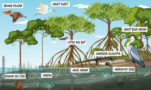 Mangrove forest landscape scene at daytime with many different animals