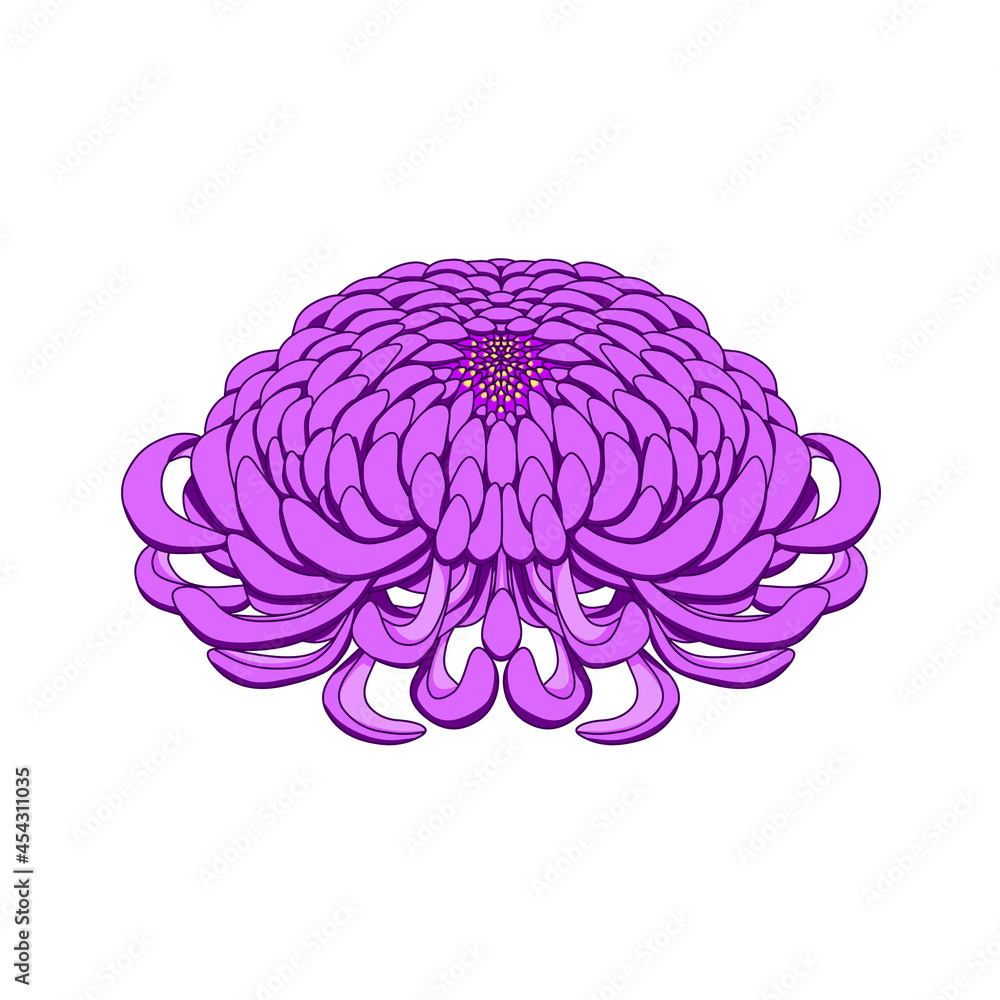 紫色の菊の花 紫色の菊の花