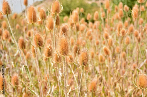 Cardos cardadores, dipsacus fullonum, en el campo al final del verano photo