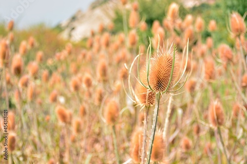 Cardos cardadores, dipsacus fullonum, en el campo al final del verano photo