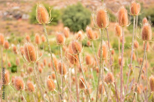 Cardos cardadores, dipsacus fullonum, en el campo al final del verano photo