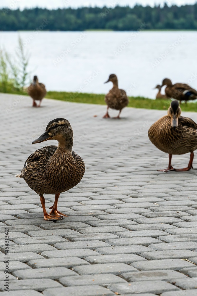 Fototapeta premium Portrait of a duck on the shore of the lake.