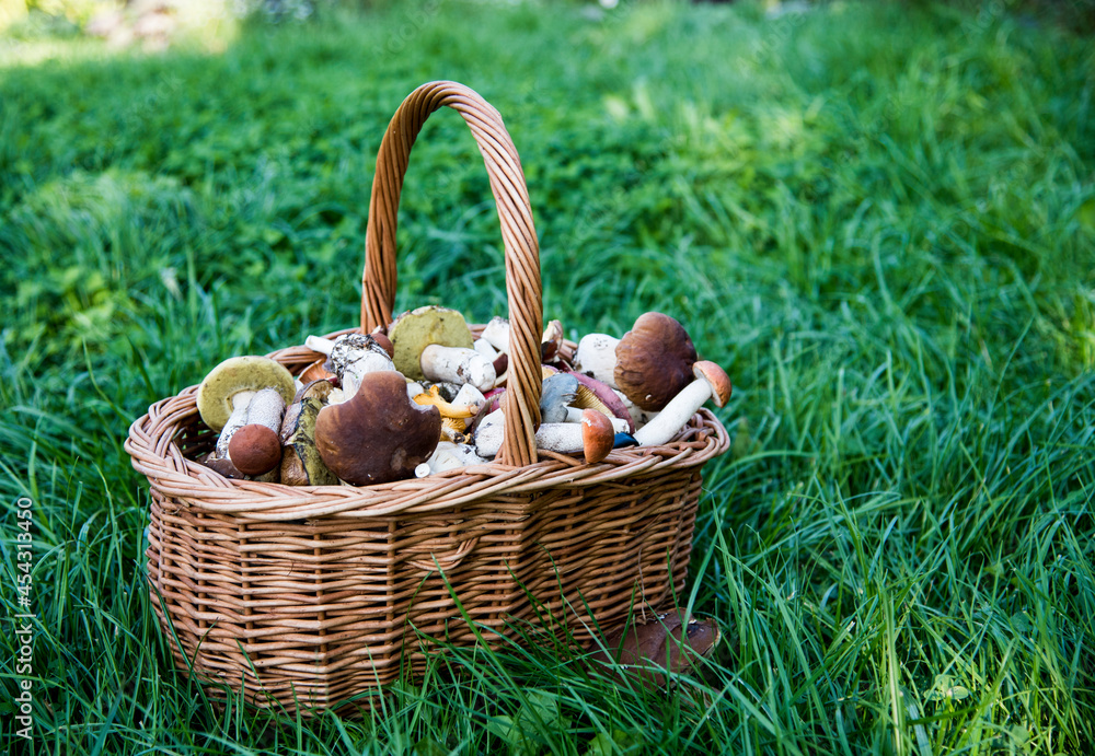 A wicker basket full of wild mushrooms stands on the green grass. A wicker basket full of wild mushrooms stands on the green grass.