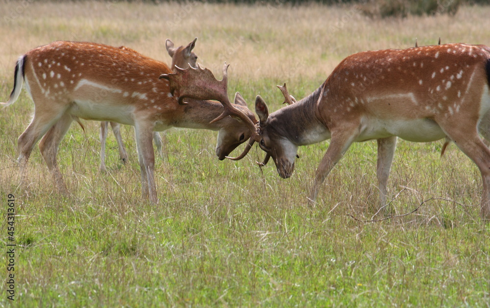 Kräftemessung zweier Damhirsche auf dem Feld Kräftemessung zweier Damhirsche auf dem Feld