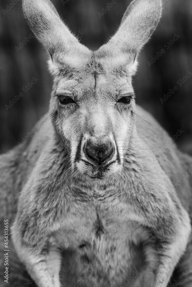 Fototapeta premium Un kangourou