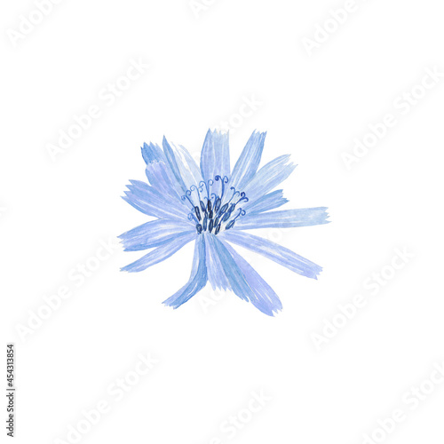 Chicory blue flower head isolated on white background. Watercolor hand drawing illustration. Perfect for herbal card, medical design.
