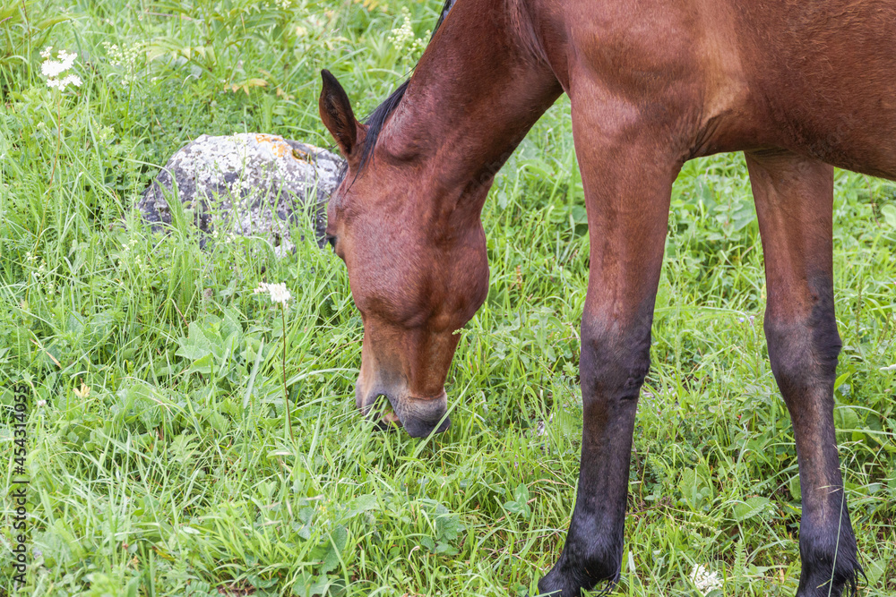Obraz premium Close-up of a brown horse's head eating green grass in a mountain pasture. The concept of livestock breeding.
