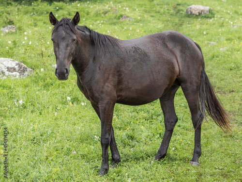 Close-up of a beautiful brown horse standing sideways to the frame and looking at the camera. Green grass in the background. A mountain pasture. The concept of livestock breeding.