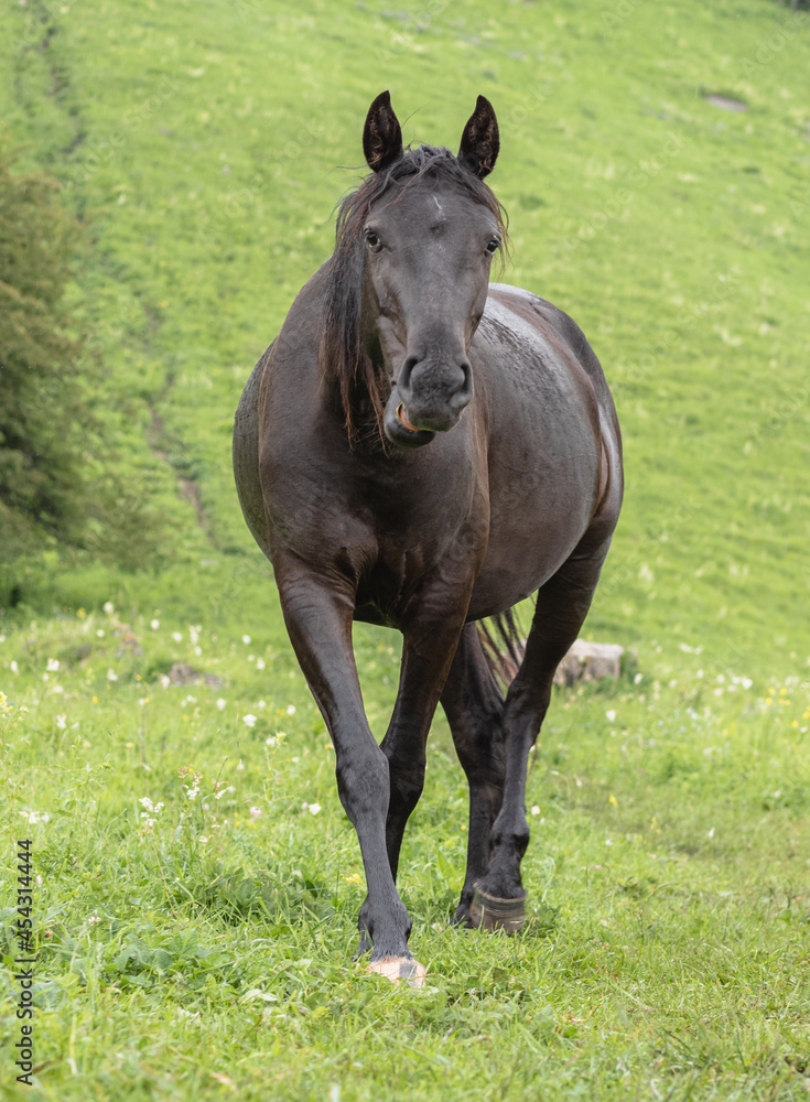Brown horse on the background of green grass in close-up. Looking into the frame and walking gracefully toward the camera. Mountain pasture. The concept of livestock breeding. Brown horse on the background of green grass in close-up. Looking into the frame and walking gracefully toward the camera. Mountain pasture. The concept of livestock breeding.