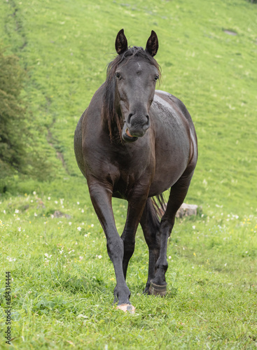 Brown horse on the background of green grass in close-up. Looking into the frame and walking gracefully toward the camera. Mountain pasture. The concept of livestock breeding.