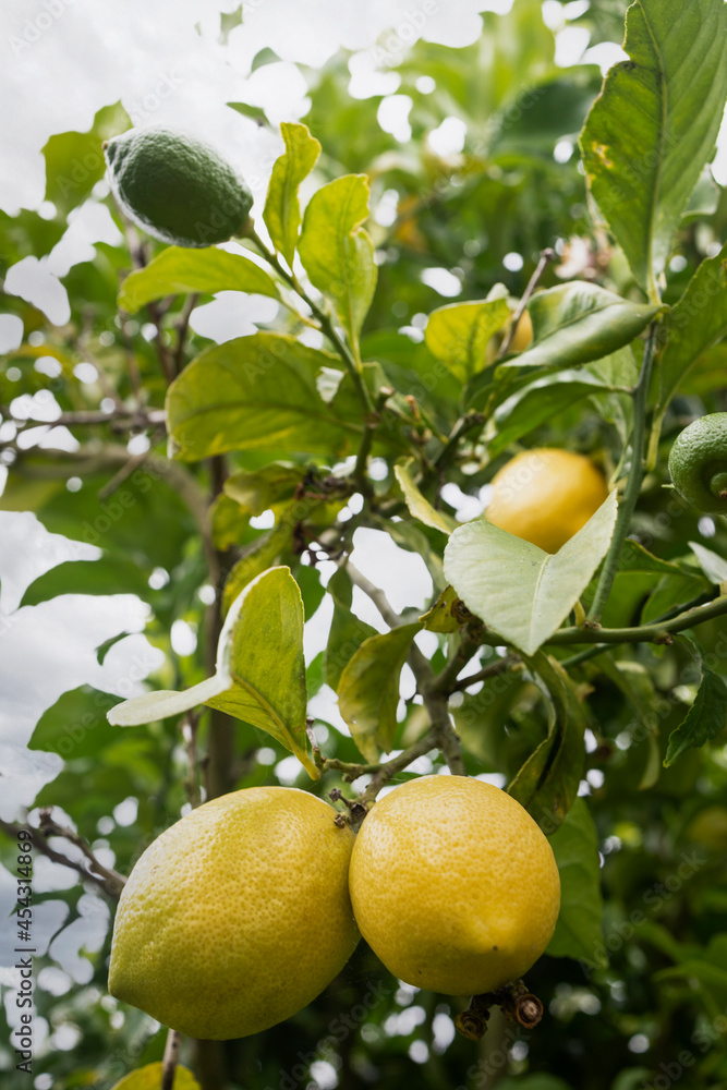 Lemon tree with yellow lemons in summer